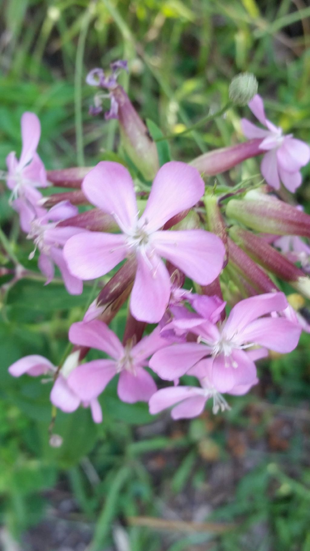 Saponaria officinalis  (Caryophyllaceae)